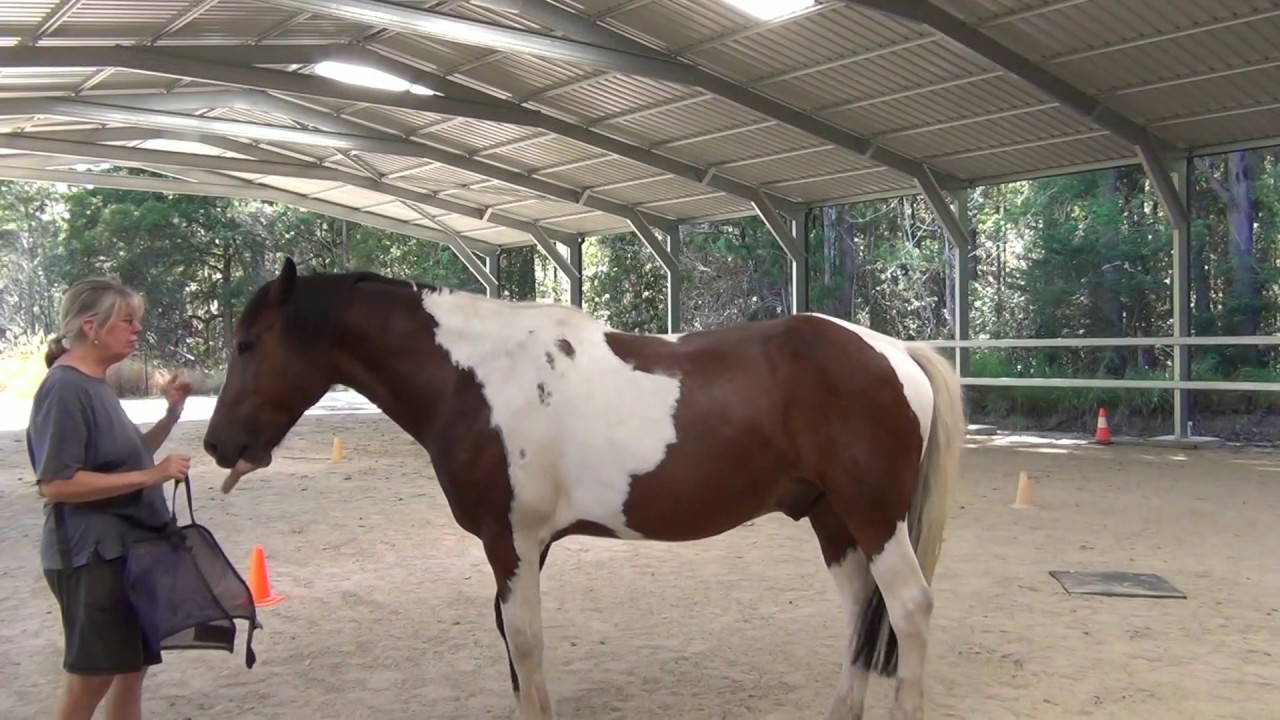 Magnum - Putting on the Fly Mask