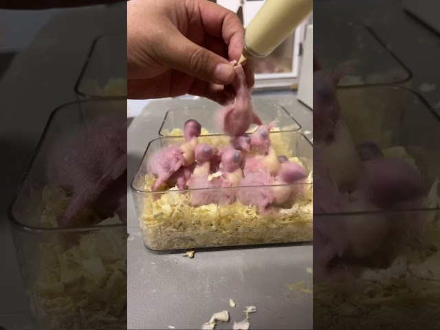🐣 How to Feed a Baby Bird