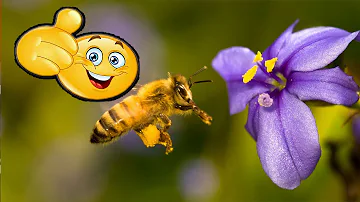 ¿Qué flor produce la mejor miel?