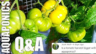 Bob's backyard aquaponics Best Science Experiment on an Ice Cream Cone