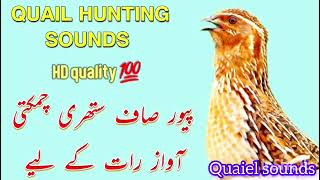 Quail sounds batair ki awaz quail sounds #batair 