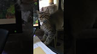 Cat Tree = VIP Lounge for All 3 π»π³ #CatTreeCrew #TripleCats #FurFamilyGoals #KittenHangout Cat Tree = VIP Lounge for All 3 π»π³ #CatTreeCrew #TripleCats #FurFamilyGoals #KittenHangout