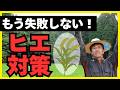 【完全ガイド】米農家の宿敵「ヒエ」対策の全て。除草剤の正しい使い方から最新技術まで解説