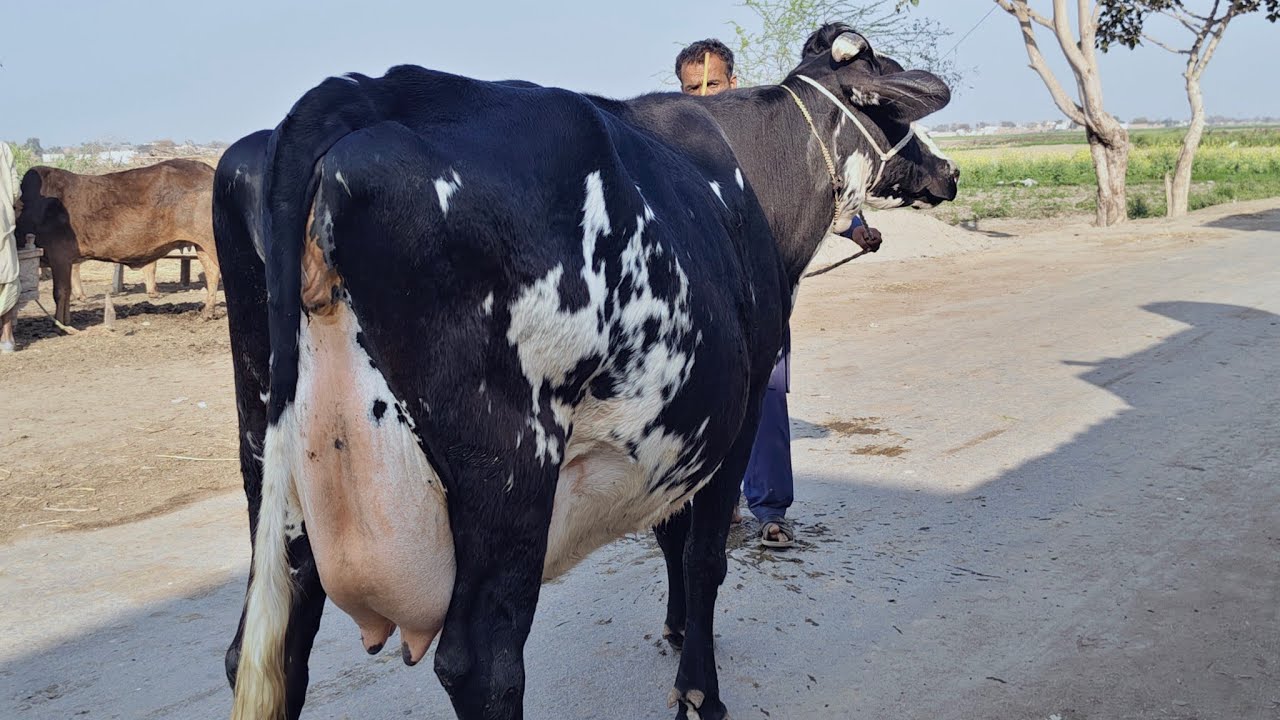 Friesian chulstani cross cow for sale in Pakistan | 24/02/2026
