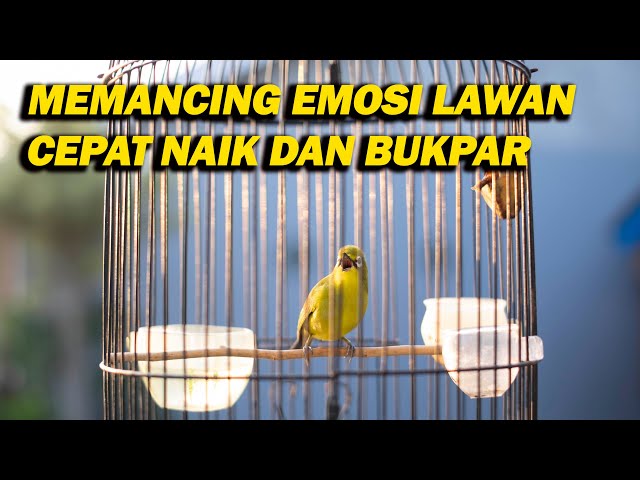 PANCINGAN PLECI CEPAT EMOSI DAN BUKA PARUH class=