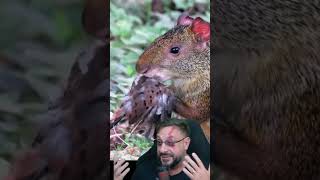 Cutia flagrada em comportamento de  carnivoria  #animais #bichoesperto #biologo