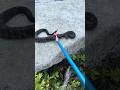 Timber rattlesnake #snake