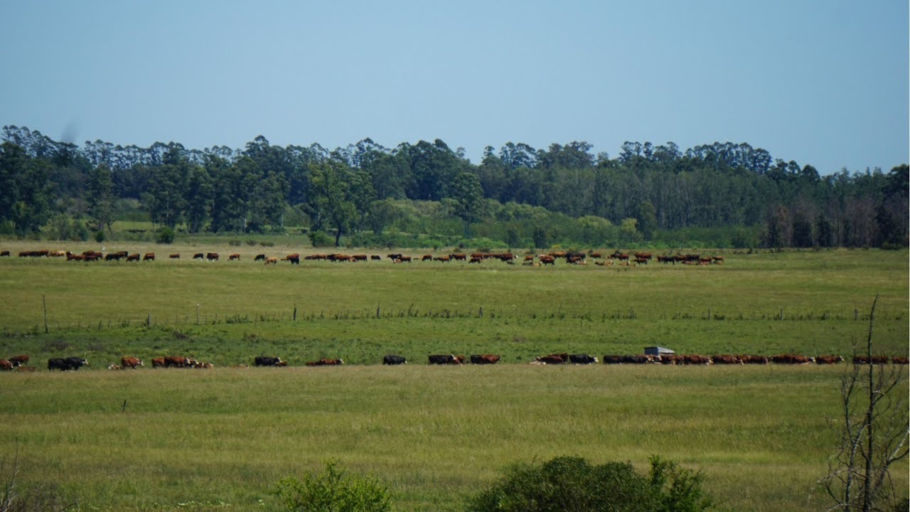 Del pastoreo continuo a un Voisin de 160 potreros: cómo lo hicieron? | FORORURAL.COM