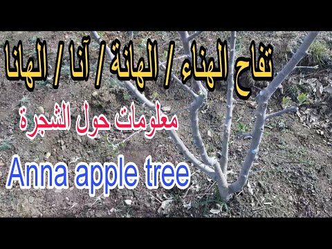 شجرة تفاح الهانة   