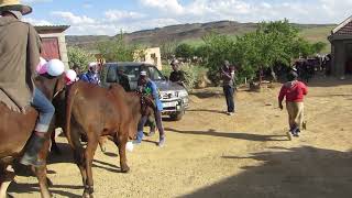 Likhomo Ha Li Batle Lifeloa Peloana Ha Li Batle Li Hlopha Mamina