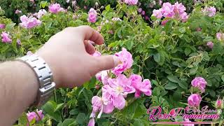 Isparta Gül Yağı Üretimi Rosa Damascena Rose Oil Producing دهن ورد اسبارتا اسبارتا صناعة زيت