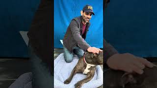 New A5610895 Corazon Pitbull