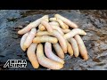 Salpo or peanut worm  forage  eat the best pulotan