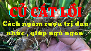 Củ cát lồi, cây mía dò ngâm rượu trị đau nhức xương khớp, dễ ngủ giúp lưu thông máu huyết