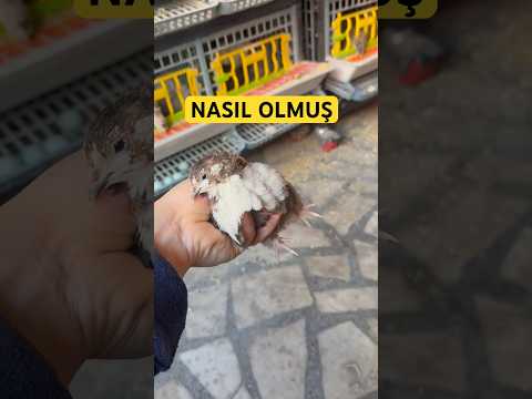 Güzel Renkler ❤️
