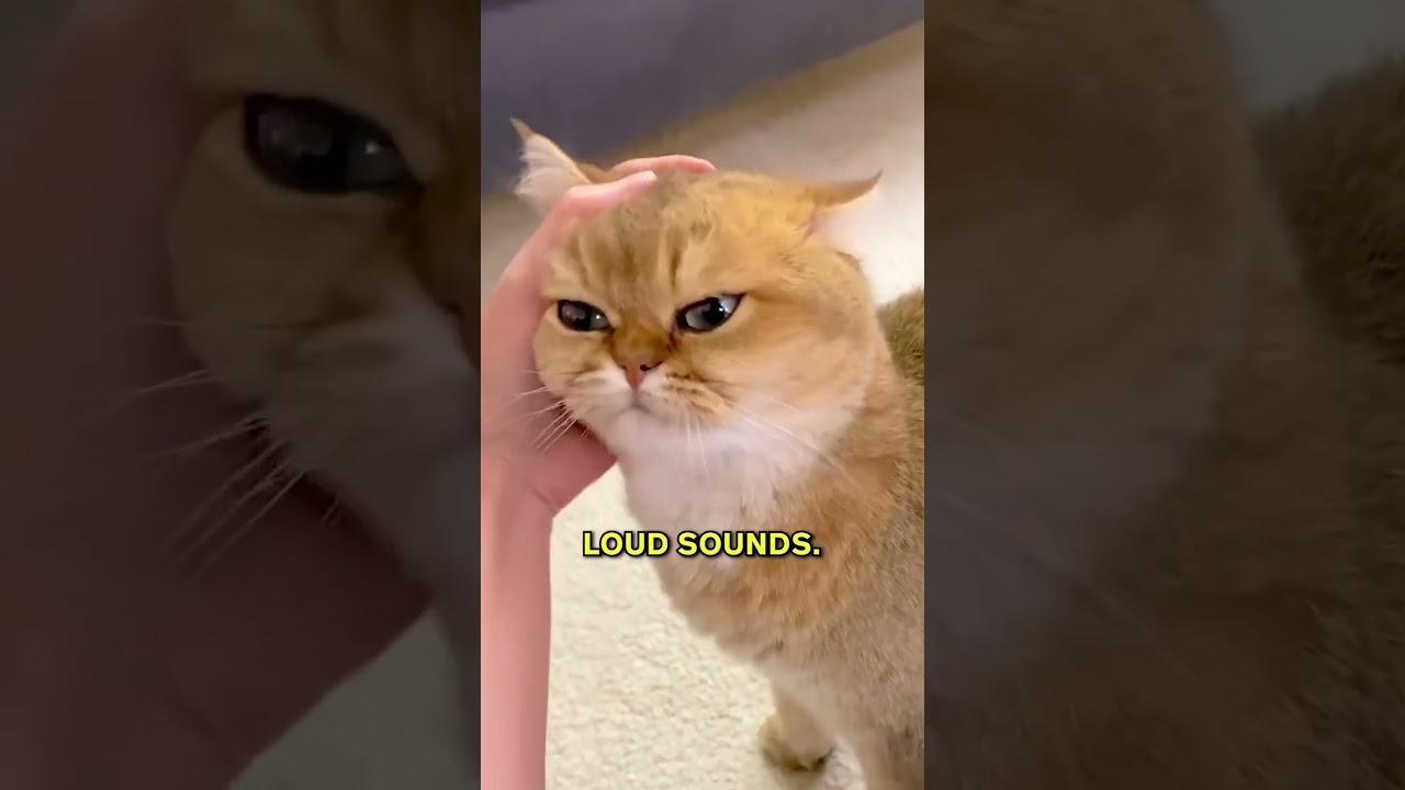 How To Be A Cat Magnet 😸🧲