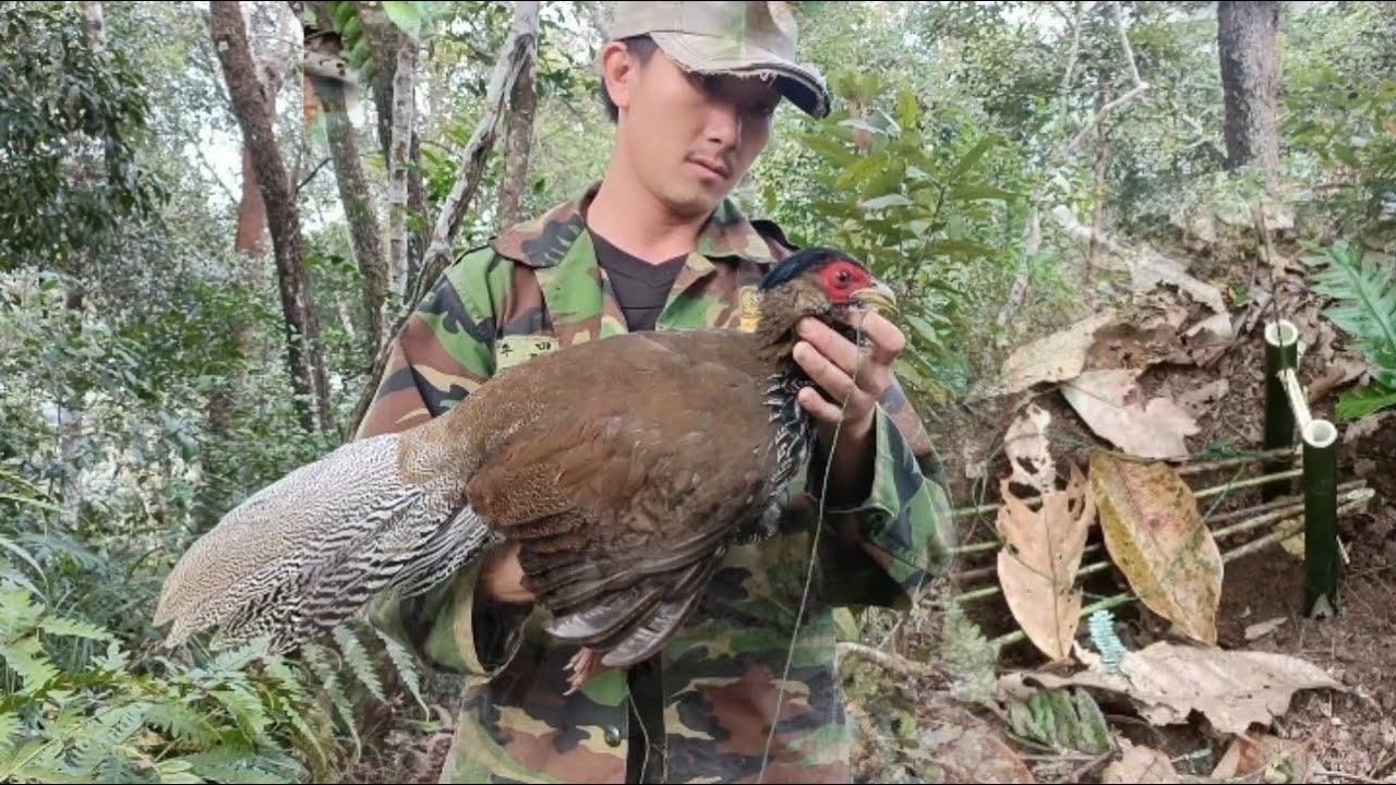 Amazing put a trap to get the silver pheasant - YouTube