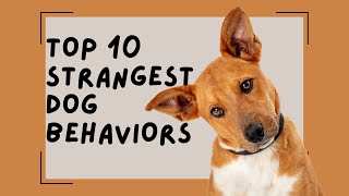 Top 10 STRANGEST Dog Behaviors by PetMastery 139 views 4 months ago 6 minutes, 33 seconds
