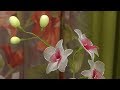 زهرة الأوركيديا | قسطبينة - ركن تشكيل الأزهار على الطريقة الصينية  | فتوى أوكيد | Samira TV