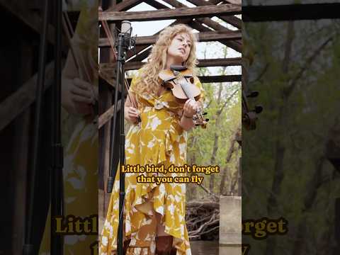 Little Bird (Solo)