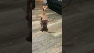 A Beautiful Redboy Pup Playing Threw The House