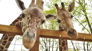 Living Treasures visit - Feeding the Giraffes... MY WAY | JJGeneral1 Vlogs