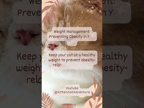 Weight Management Preventing Obesity In Your Cat