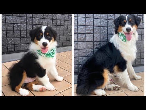 子犬の成長記録 生後1ヶ月 1歳 オーストラリアン シェパード Youtube
