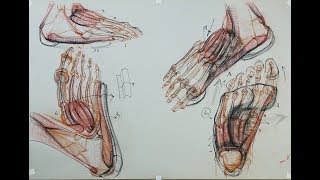 ANATOMY FOR ARTISTS: The Foot-Muscles of the foot