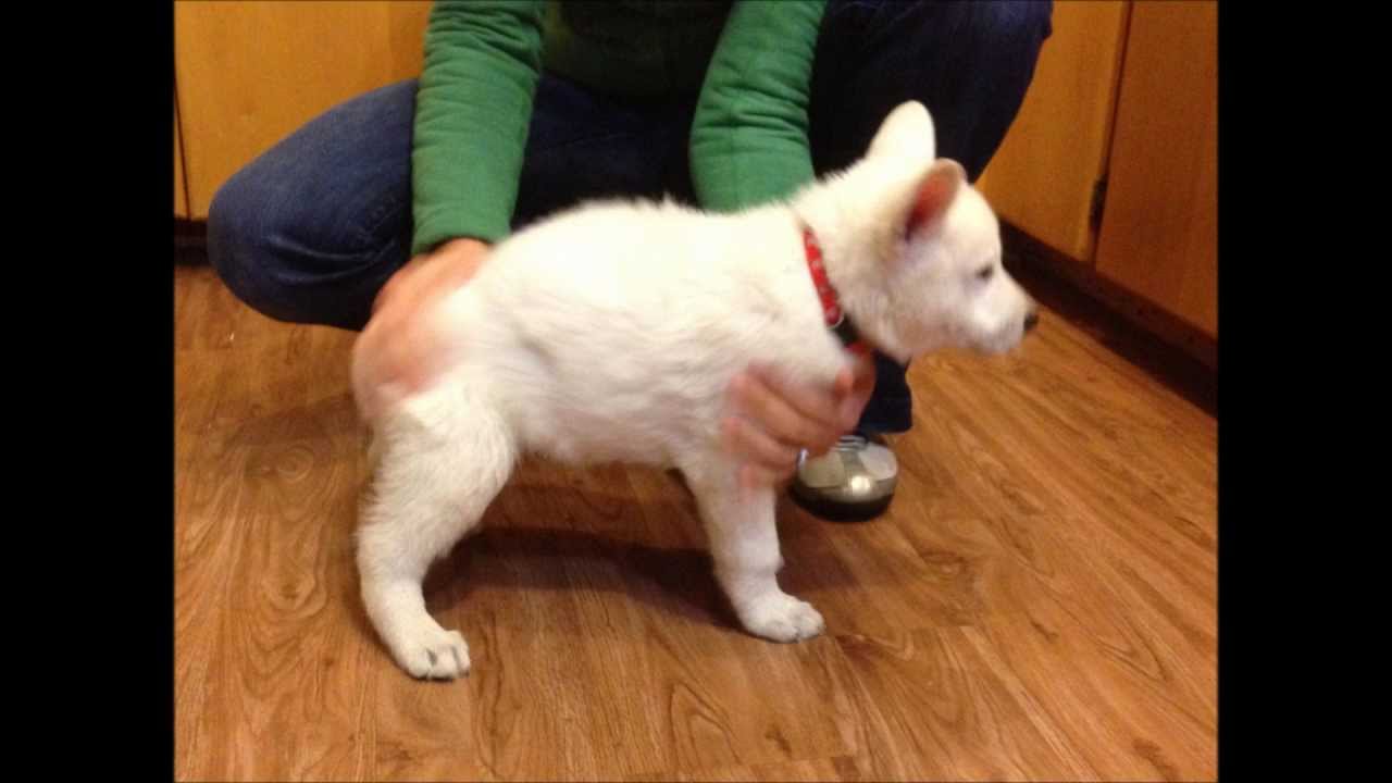 Funny Newborn White German Shepherd Puppies For Sale