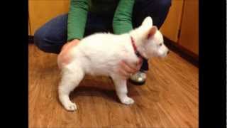 White German Shepherd Puppy Garrus Time Lapse 0 To 6 Months
