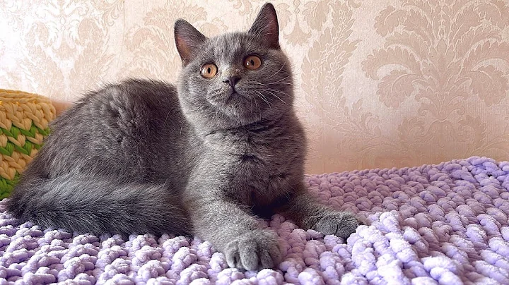 Watch the video about British shorthair kitten 4 months old named Gothita