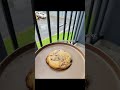 Belgian chocolate chips cookies#centurion #baking #food #fypシ゚viral #southafrica #cookies