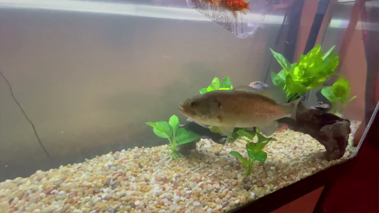 New Fish Tank 125 gallon for “PET BASS” - YouTube