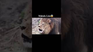 Strongest Lions List Top 3