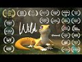 Wild  ecv animation bordeaux 2020