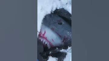 Самая жуткая находка во льдах! Акула подо льдом!