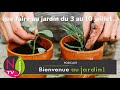 QUE FAIRE DANS VOTRE JARDIN DU 3 AU 10 JUILLET  ? LES BONS CONSEILS PRATIQUES DE PATRICK ET ROLAND