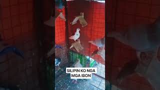 SILIPIN KO MGA IBON KUNG ANONG KONDISYON NILA SA LOOB.