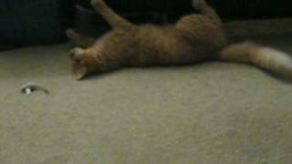 Spidercat 0001