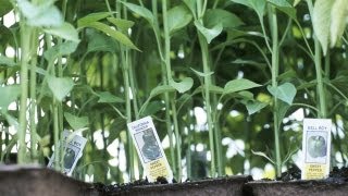 How to Grow Your Own Vegetables | At Home With P. Allen Smith