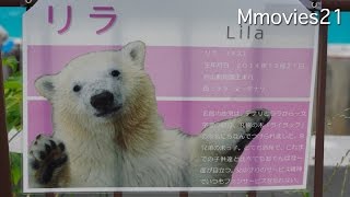 Polar Bear 
