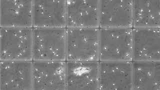 Semen 2019 ronde 2 film B