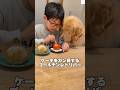 ケーキをガン見するゴールデンレトリバー😂　#ゴールデンレトリバー #犬　#大型犬　#犬のいる暮らし #かわいい犬