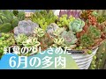 【多肉植物】まだまだ可愛い多肉140種類名前紹介します