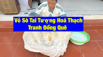 Vỏ Sò Tai Tượng Hoá Thạch điêu khắc Tranh Đồng Quê đẹp Khách Hải Dương 