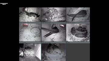 Gierzwaluwen in nestkast met camera 2021