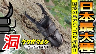 【採集品】ヤクシママダラクワガタ♂ F0 mqdefault.jpg