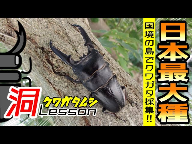 【採集品】ヤクシママダラクワガタ♂ F0 sddefault.jpg