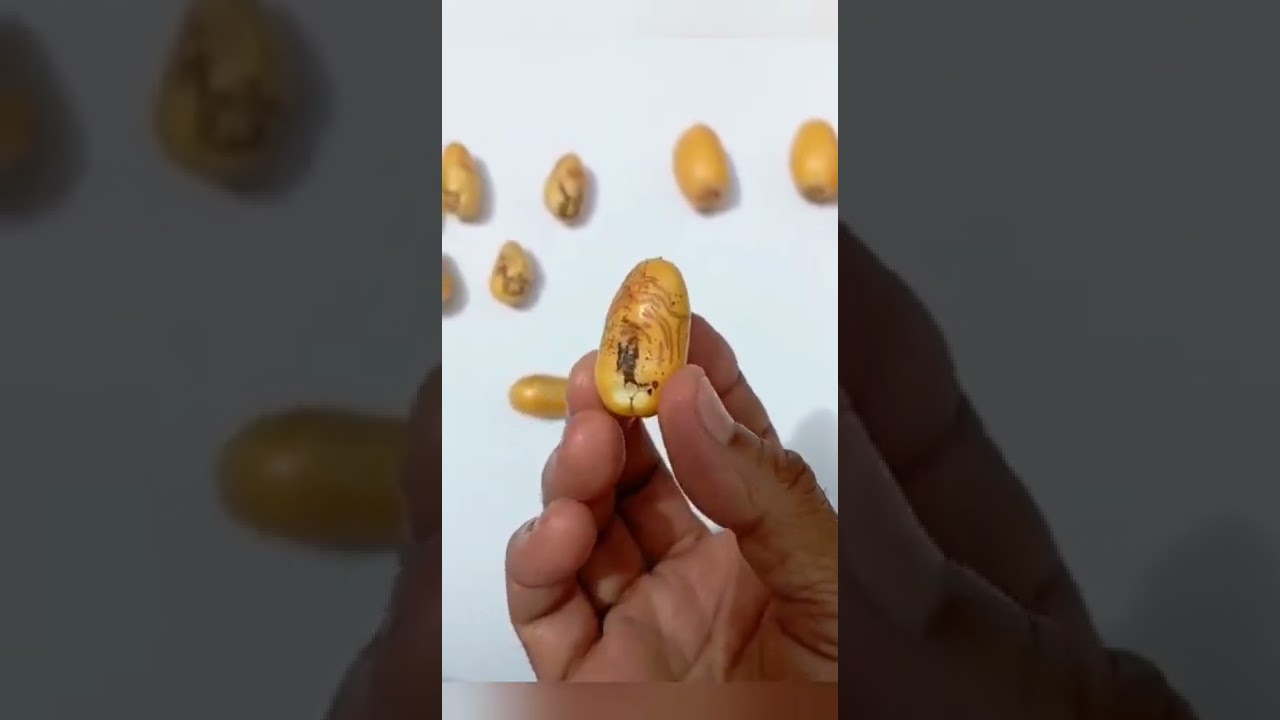 اضرار حشرة دباس النخيل على نخيل التمر